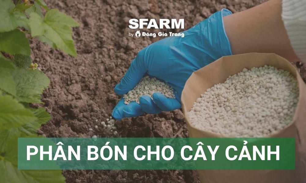 phan bon huu co ủ hoai mục cho cây cảnh trong chậu